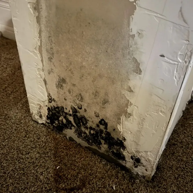 Professional Mold Removal in Weaverville, NC